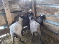 Beran, Romanov sheep — foto 2