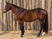 ม้าตัวผู้, Quarter Horse — รูปภาพ 1