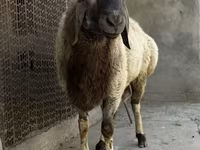 Wad, Rhon sheep — sawirka 4