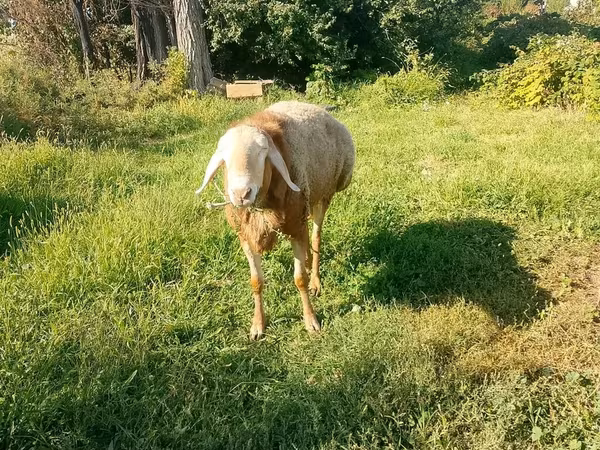 Montone, Arashan sheep
