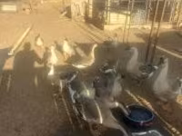 Geese — عکس 1