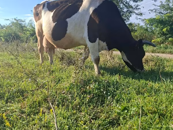 ወንድ በሬ, Holstein breed