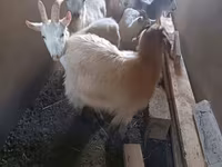 Kambing betina, Saanen goat — foto 5