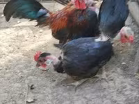 Chickens — photo 4