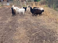 बकरी, Alpine goat — फ़ोटो 5