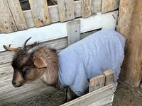 Ri’ lab, Saanen goat — sawirka 3