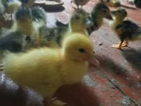 Ducks — عکس 3