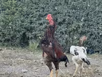 Shamo — zdjęcie 4