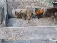 Brahma — Foto 7