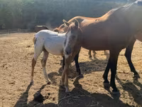 Айғыр, Appaloosa — 1-сурет