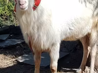 بز نر, Saanen goat — عکس 6