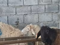 میش, Tian-Shan semifinewool sheep — عکس 1