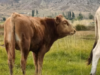 公牛, Aberdeen-Angus — 照片 6