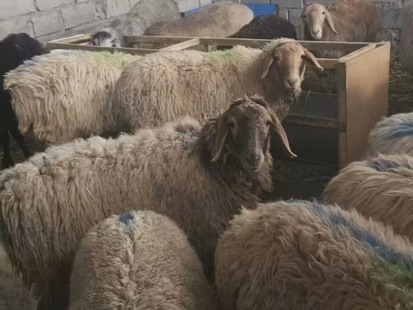 Ram, Sheep — Kyrgyzstan