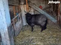 Ovelha, Racka sheep — foto 2