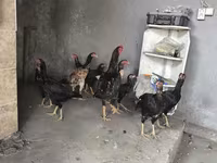 Chickens — Foto 4