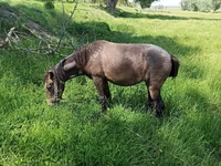 Mare, Horses — photo 3
