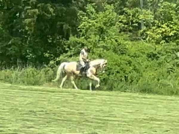 公马, Racking Horse