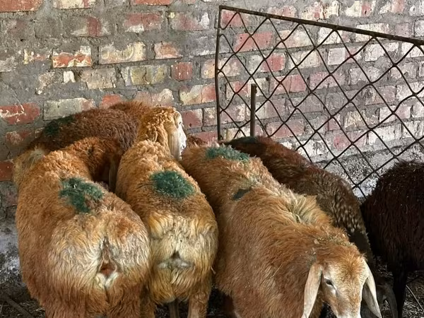 Sheep, Edilbay sheep — Kyrgyzstan