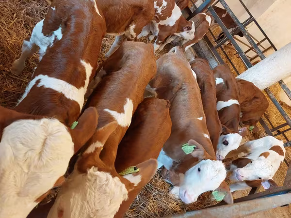 Býk, Simmental cattle