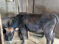 گاو ماده, گاو — عکس 2