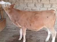 گاو نر, Simmental cattle — عکس 2