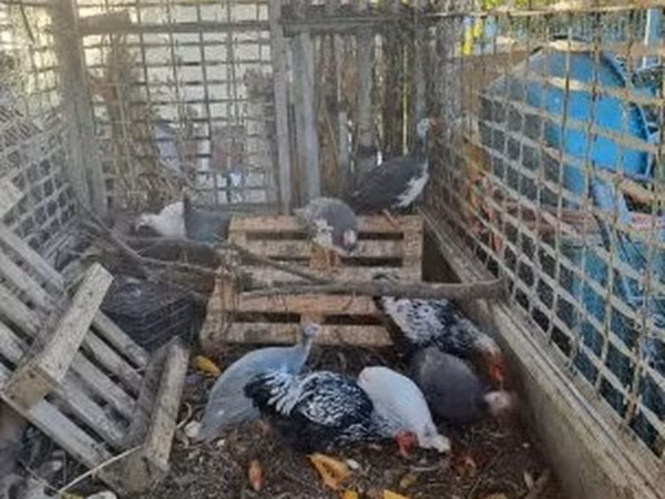 Guinea fowl