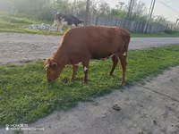 Mucca, Bovini — foto 1