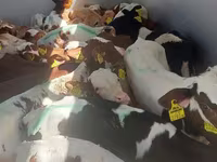 سانڈ, Simmental cattle — تصویر 2