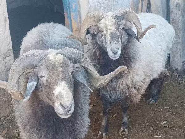 Ram, Arabi sheep — Uzbekistan