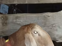 Beran, Arashan sheep — foto 1