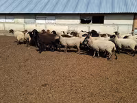 Ovce, White Suffolk sheep — foto 1