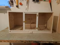 Papuqay,dovşan,hamster,şinşila,bildirçin,cücə,xamyak,pişik,quş,tısbağa — عکس 1