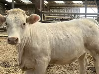 Cow, Charolais cattle — photo 1