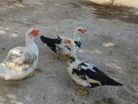 มัสโกวีพันธุ์บ้าน — รูปภาพ 4