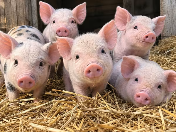 Sow, Pigs