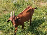 Koza, Alpine goat — fotografija 1
