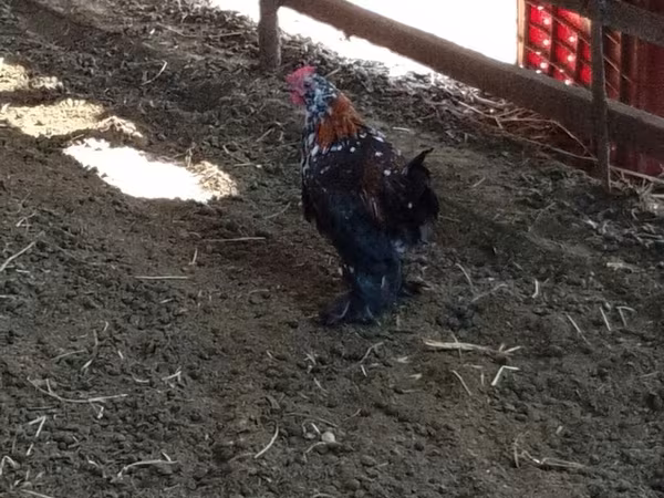 Chickens
