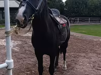 ፈረስ, Friesian sport horse — ፎቶ 3