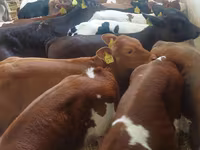 سانڈ, Simmental cattle — تصویر 1