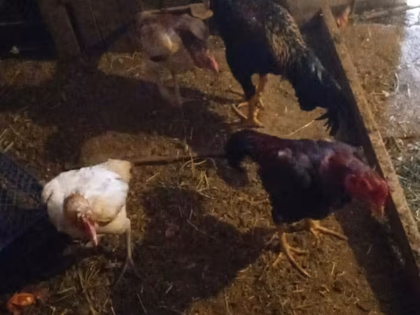 Chickens