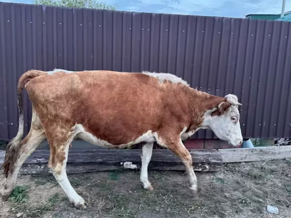 Vacă, Simmental cattle