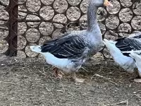 Gri ve Gri Benekli Danimarka Kazı — foto 3