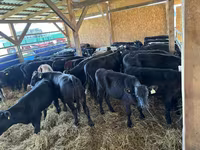 ላም, Aberdeen-Angus — ፎቶ 3