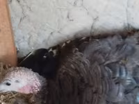 Turkeys — புகைப்படம் 1