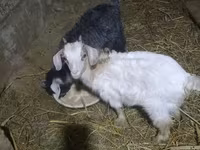 بز ماده, بز — عکس 2