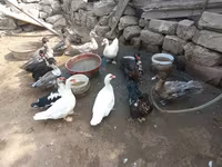 Ducks — عکس 1