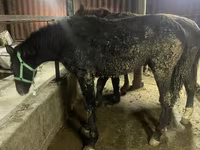 اسب نر, Yakutian horse — عکس 1