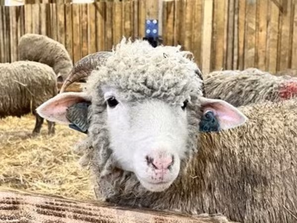 Moutons