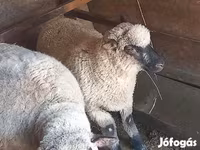 Vædder, Shroshire sheep — foto 1